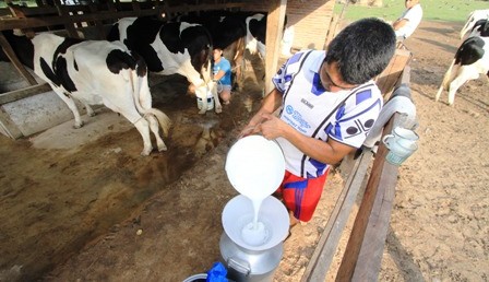 Productores-van-a-su-tercer-remate-lechero