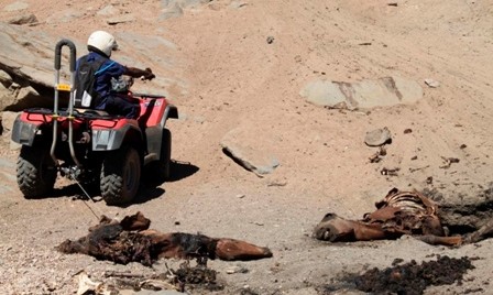 Australia-empieza-a-sacrificar-miles-de-caballos-salvajes