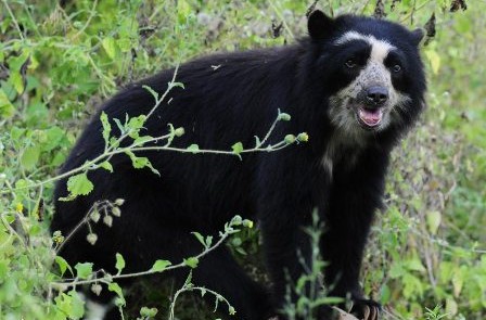 En-Bolivia-68-especies-de-animales-estan-en-peligro-de-extincion-
