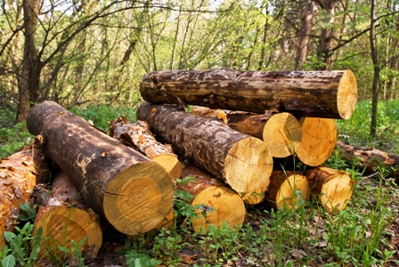 5-8-millones-de-hectareas-fueron-deforestadas