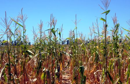 Detectan-semillas-de-maiz-hibridas-ilegales-