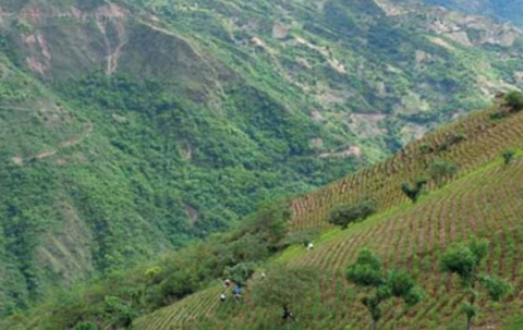 Proponen-penas-de-entre-10-y-20-anos-para-quienes-cultiven-coca-excedentaria
