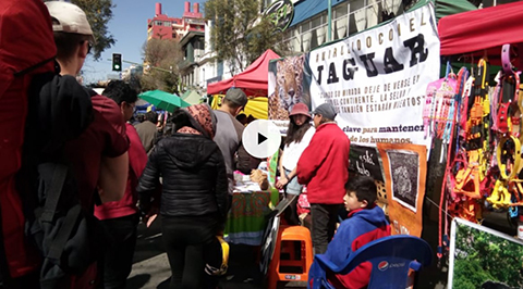Exigen-carcel-para-los-ciudadanos-chinos-que-trafican-colmillos-de-jaguar