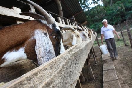 El-potencial-de-la-leche-de-cabra
