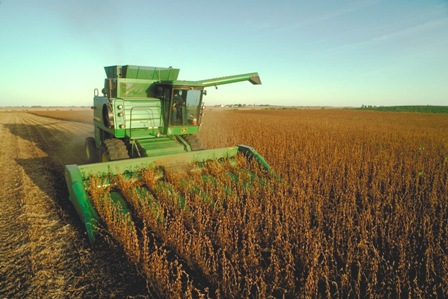 Produccion-de-soya-en-Bolivia-se-estanca-