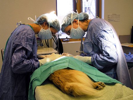 Pericardiocentesis Video Cat Pericardiocentesis Video Cat