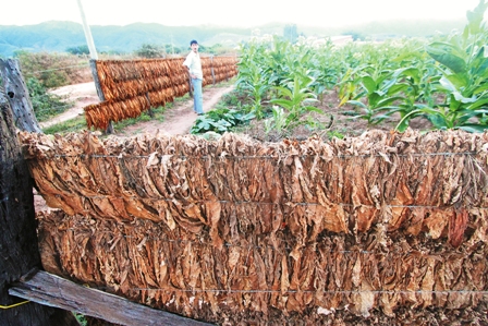 Mairana,-sede-del-tabaco