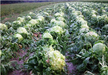 Lluvias-tranquilizan-a-los-horticultores