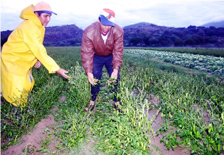 Peligran-cultivos-de-tomates-en-los-valles