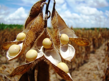 Precio-record-de-la-soya-tras-la-sequia