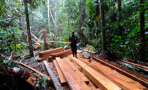 Ref. Fotografia: La deforestación se redujo en un 75% según la ABT