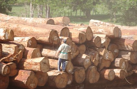 Enfrentamientos-por-la-madera