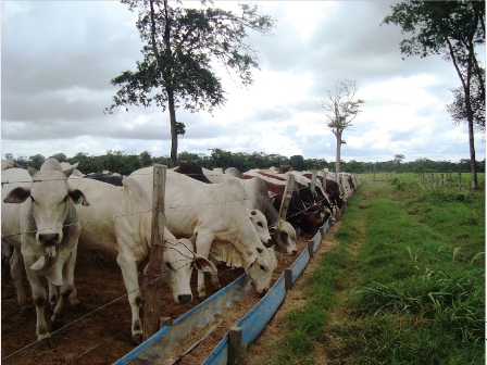 Dieta para engorde de vacas
