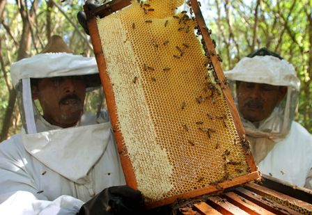 Apicultores-exportaran-6-Tn-de-miel-a-EEUU