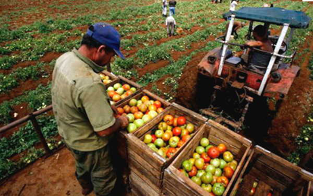 Produccion-de-alimentos-no-cubre-la-demanda-interna-en-Bolivia