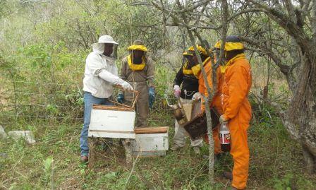 Comunarios-apuestan-por-la-produccion-apicola