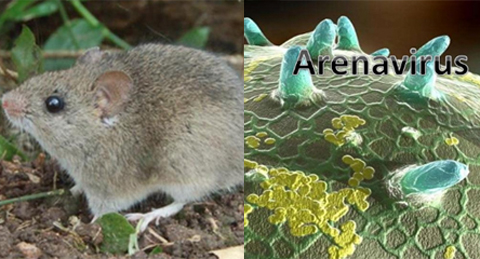 Diez-medidas-para-combatir-el-arenavirus