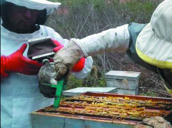 Financiarán al sector de los apicultores