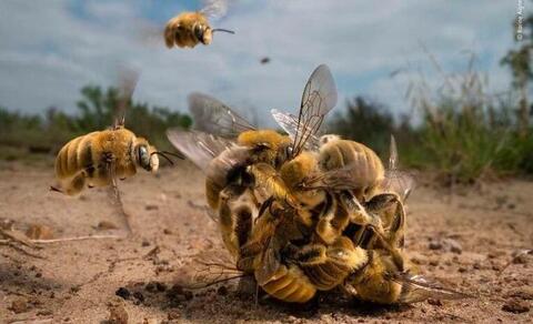  La competencia sexual de las abejas de los cactus: premio Fotógrafo de Vida Silvestre de 2022