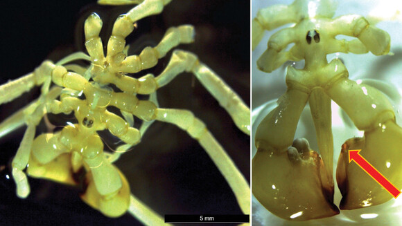 Descubren una nueva especie de araña marina en las profundidades de la Antártida