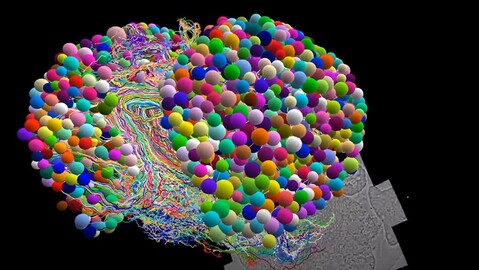 Mapean el cerebro de un insecto con un nivel de detalle sin precedentes