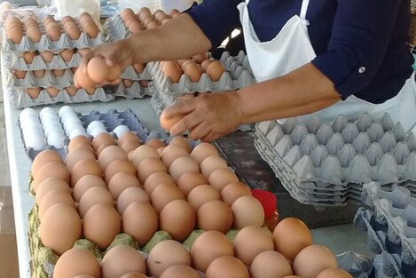 La gripe aviar provoca escasez de huevo y subida de precios en mercados y tiendas de La Paz