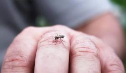 Reportan un segundo fallecido sospechoso de dengue grave en El Alto