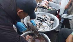 Semana Santa: 180 kilos de pescado en mal estado y balanzas manipuladas son incautados en Cochabamba