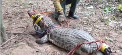 Tras lluvias, aparece un lagarto de casi 2 metros en barrio de La Guardia y causa alarma vecinal
