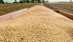 El Gobierno reanuda las exportaciones de soya hasta 250.000 toneladas