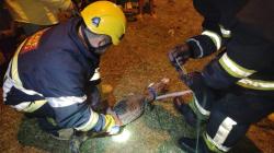 Vecinos del barrio San Lorenzo preocupados por presencia de lagartos en la zona