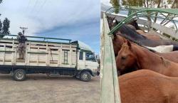 Operativo en San Pablo de Tiquina: Detienen camiones con ganado equino de manera irregular