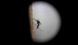 La Alcaldía de Santa Cruz reporta el primer fallecido por Chikungunya