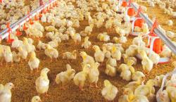 Gobierno anuncia un fideicomiso y aranceles cero para la producción agrícola y avícola