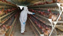 En Bolivia descartan casos de gripe aviar, pero refuerzan control en fronteras y ferias
