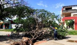 Reportan caída de siete árboles por fuertes vientos en Santa Cruz