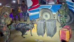 Can antidrogas frustra traslado de cocaína en bus interdepartamental en la ruta Cochabamba – Oruro