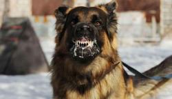 Confirman 22 casos de rabia canina en Sucre, alistan campaña de vacunación para julio