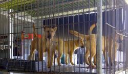 Corea del Sur prohíbe el consumo de carne de perro