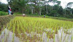 Emergencia en Beni: Productores de arroz enfrentan una dura batalla por la falta de diésel