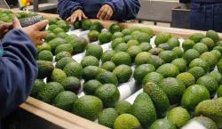 Senasag toma acción con controles fronterizos para impedir el ingreso de palta peruana contaminada con cadmio