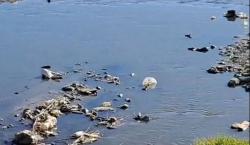 Alertan que el lago Titicaca se está convirtiendo en el “basurero más grande y alto del mundo”