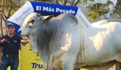 Teo FIV se consagra como el toro más pesado de Expocruz 2025 con 1.275 kilos