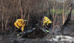 Persisten ocho incendios activos; las lluvias no impactaron las zonas más afectadas