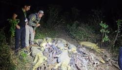 Investigan presunto biocidio tras el hallazgo de 41 caimanes desollados en una laguna de Casarabe, Beni