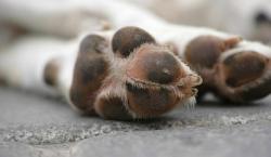 Micrero atropelló a un perro y ofreció 50 bolivianos a la dueña para que no lo denuncie