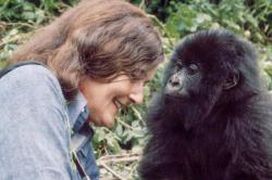 Dian Fossey: entre la pasión por los gorilas y los riesgos de vivir al límite