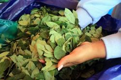 El Gobierno aclara que las actividades en la comercialización de la coca no se detendrán