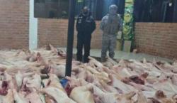 Alerta en la frontera: Armada detiene contrabando de 128 cerdos faenados y 60 animales vivos hacia Perú