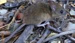 Tarija reporta cuatro casos de hantavirus y alerta por focos en zonas fronterizas